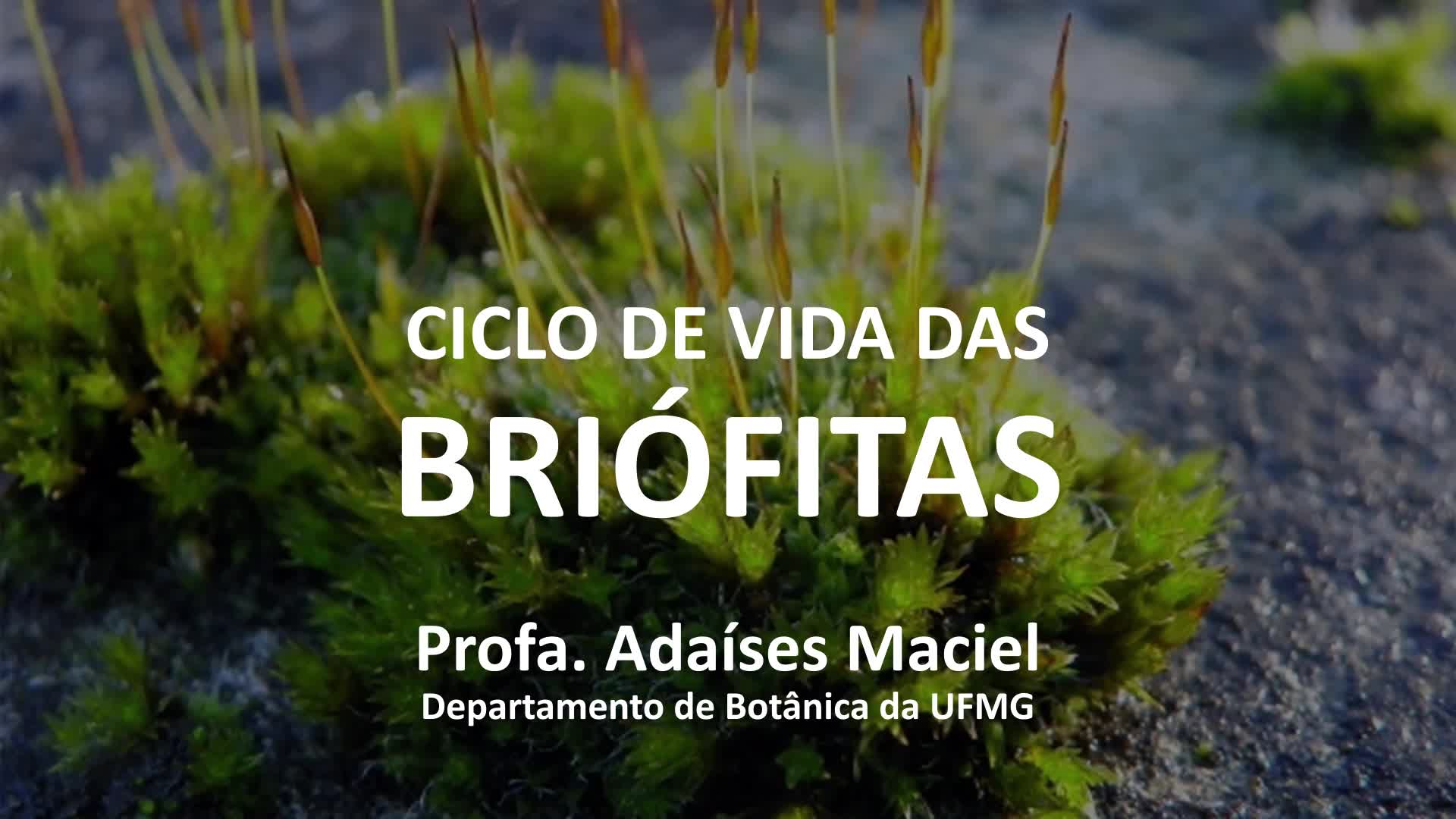 Ciclo de Vida das Briófitas
