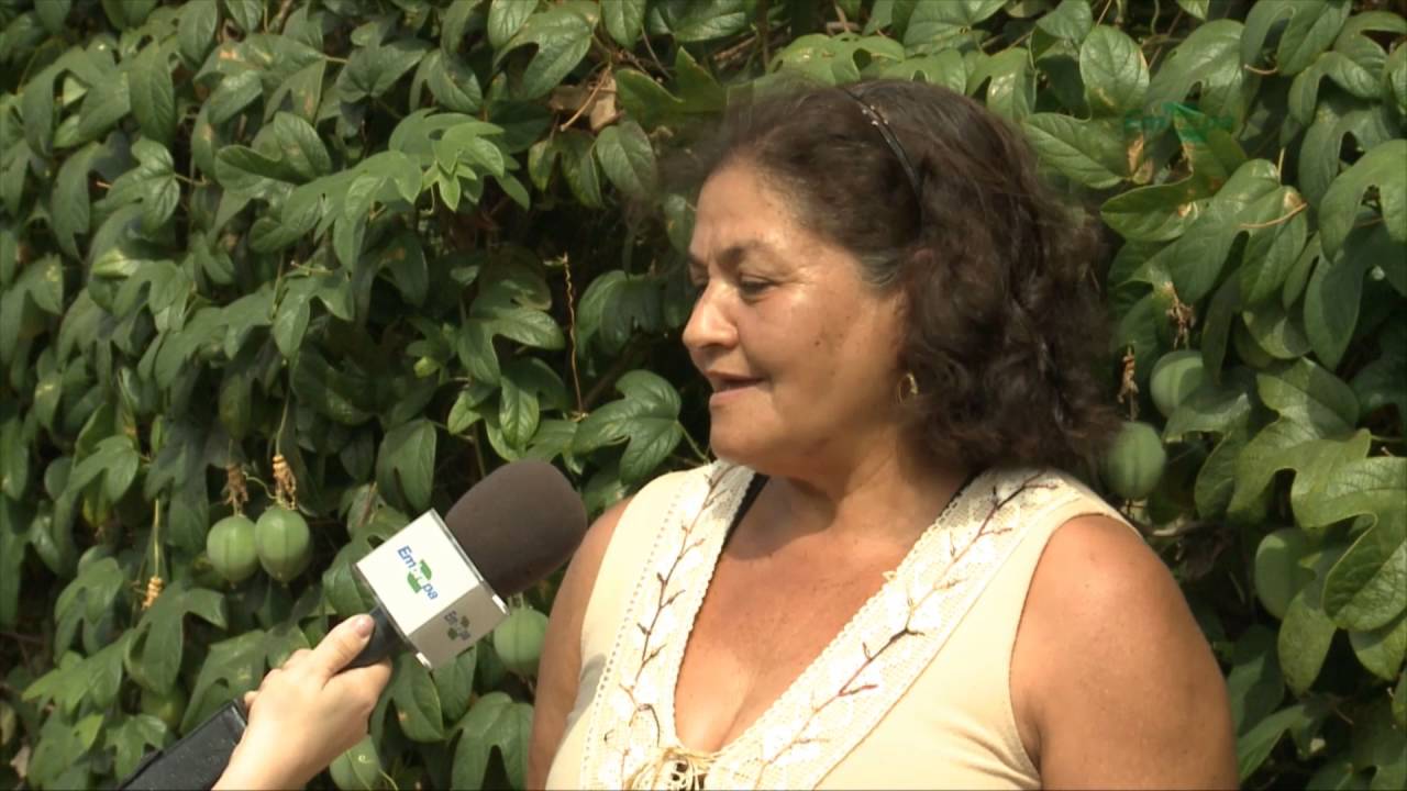Quadro - Repórter em Campo: Maracujá BRS Pérola do Cerrado