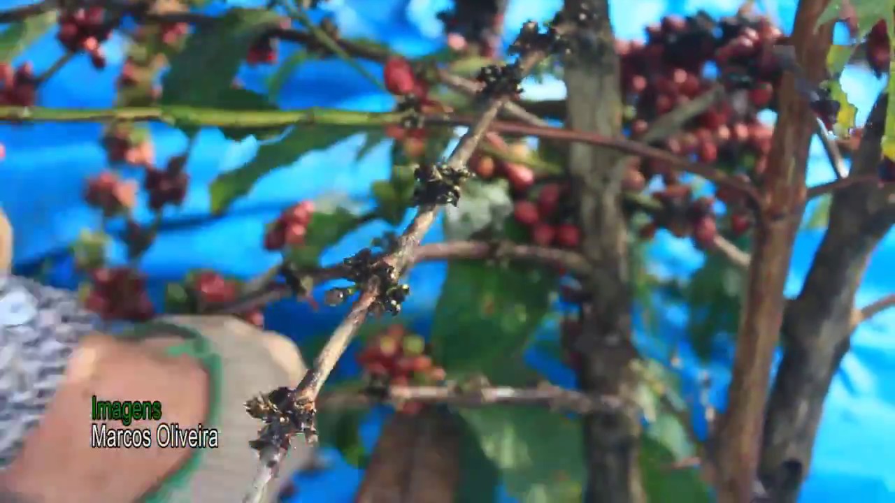 Poda aumenta a produtividade da primeira safra de café canéfora
