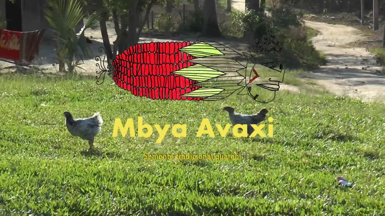 Mbya Avaxy - milho guarani