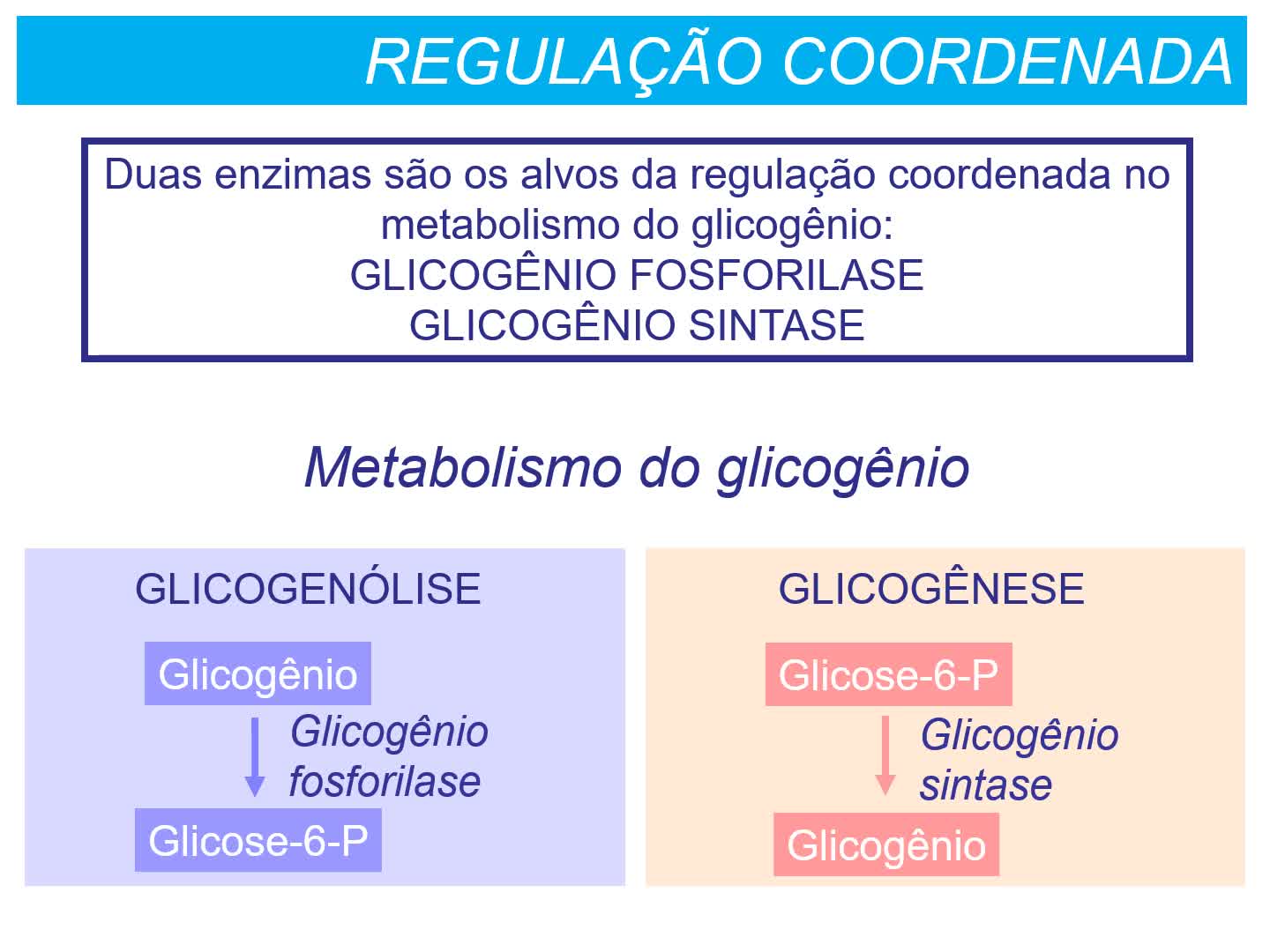 Metabolismo do glicogênio e regulação