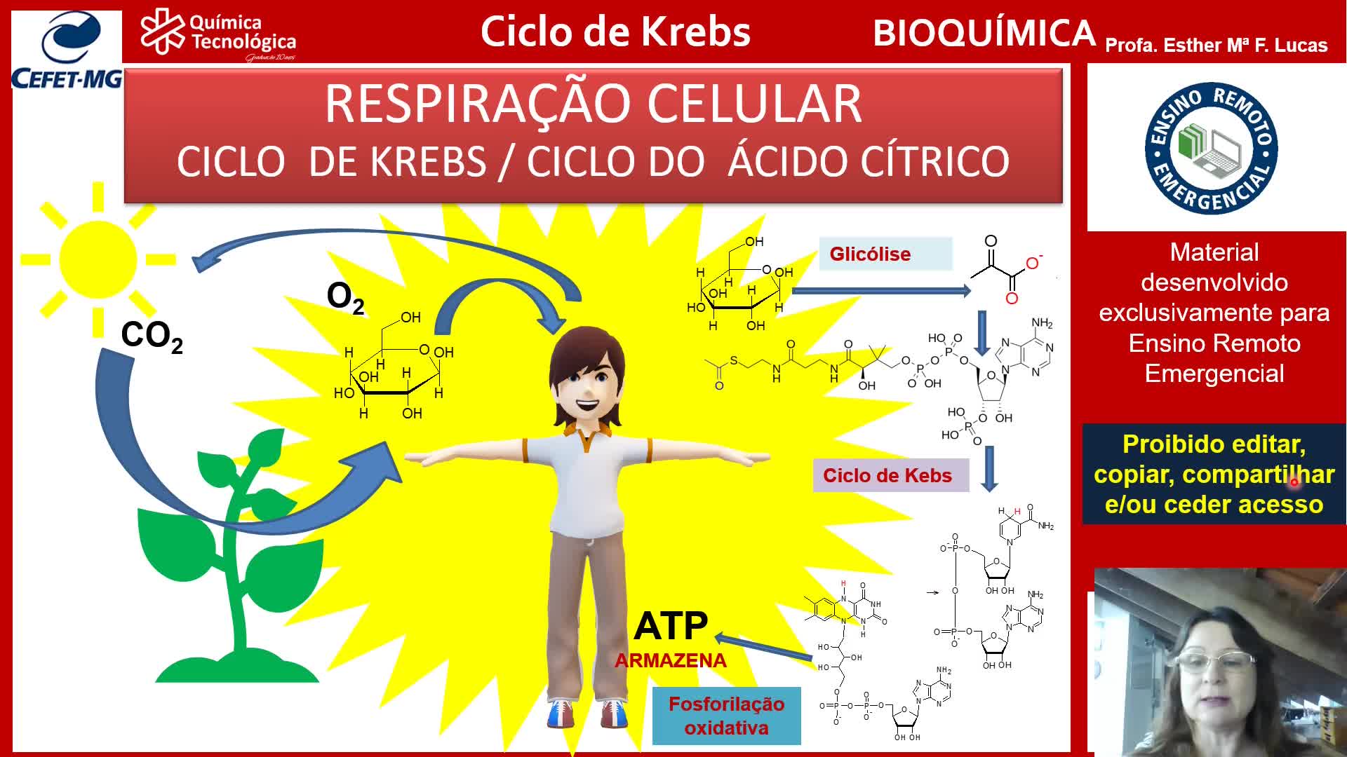 Ciclo de Krebs