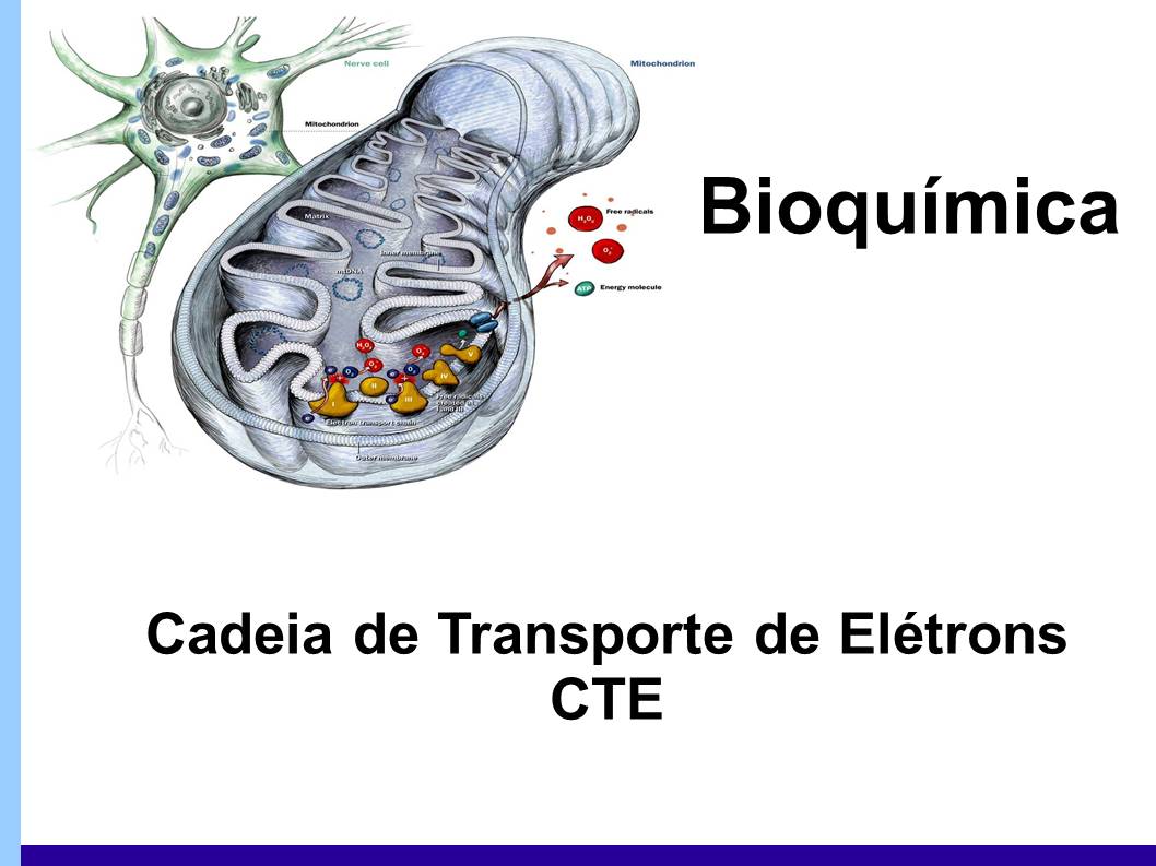 Bioquímica - metabolismo