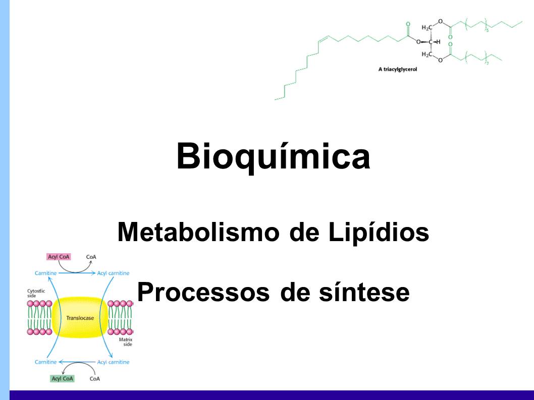 Metabolismo de lipídios – sínteses