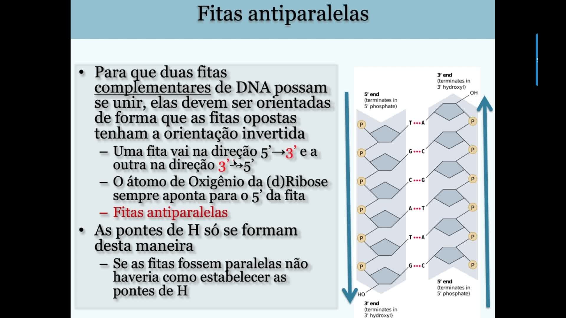 Biologia molecular-Aula 3-(2/3)-Estrutura-DNA-antiparalelismo