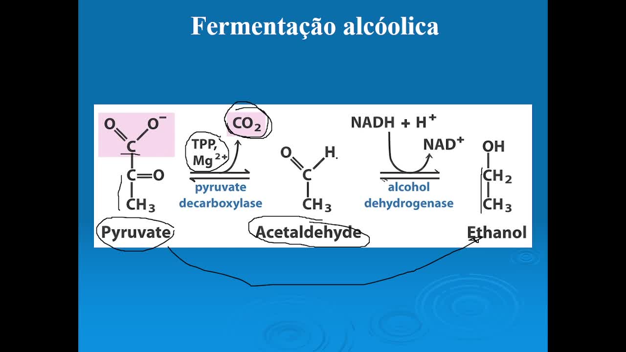 DESTINOS DO PIRUVATO E CICLO DE KREBS