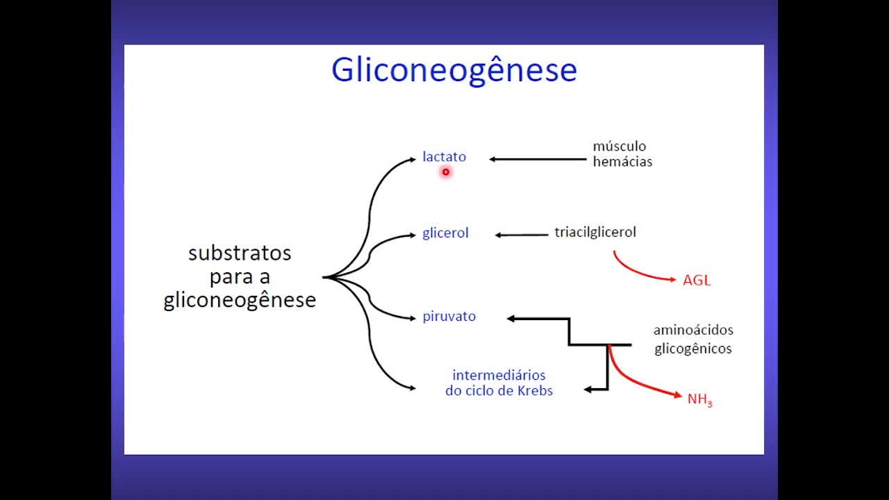 Gliconeogênese