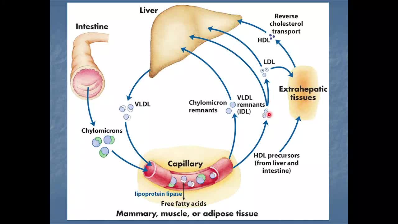 Biossíntese de Colesterol