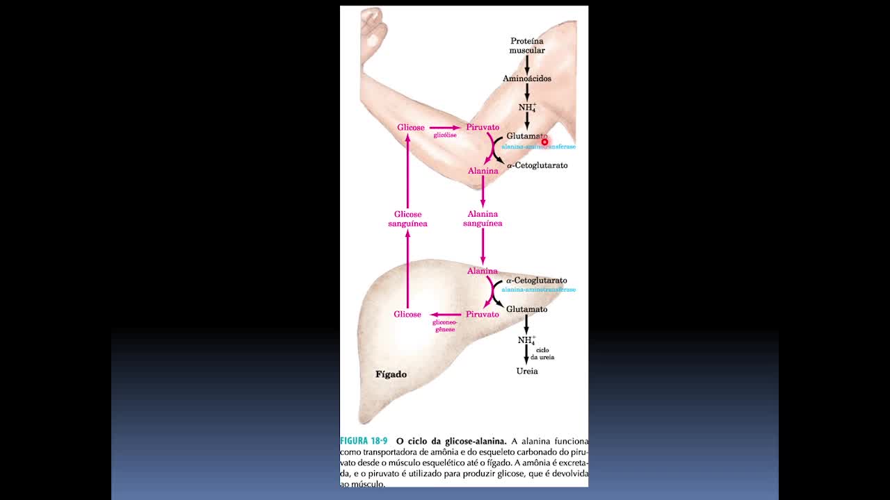 METABOLISMO DE AMINOÁCIDOS - PARTE II