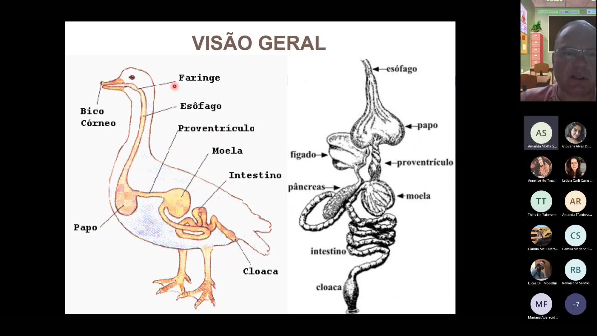 Aula 10 - Parte 3 - Seminário sobre Audição e Equilíbrio e Fisiologia da Digestão em Aves