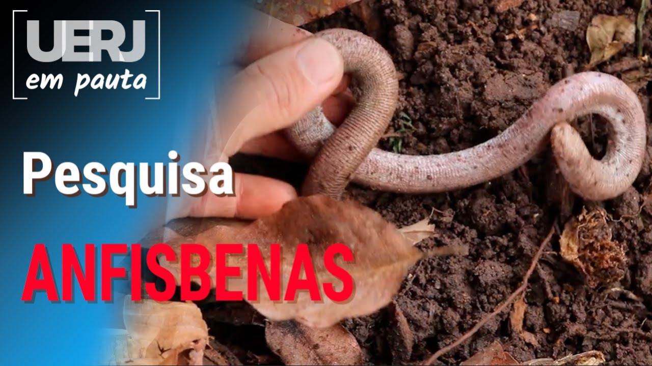 Uerj em Pauta