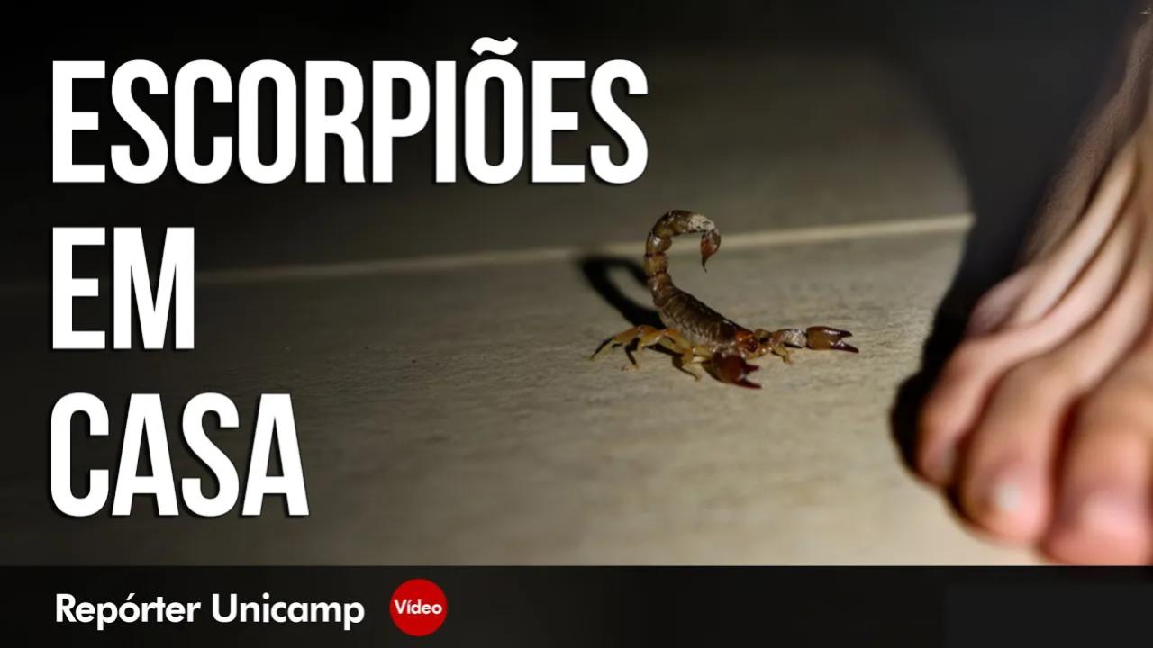 Repórter Unicamp