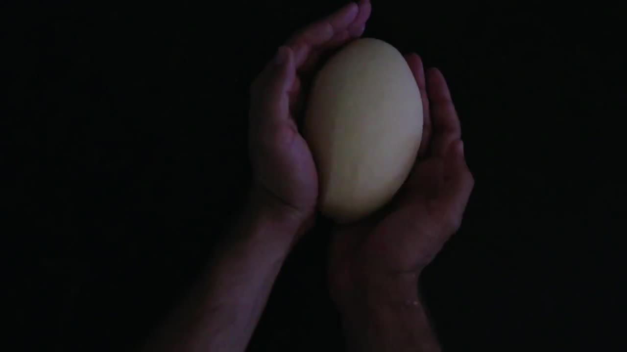 Alimentação