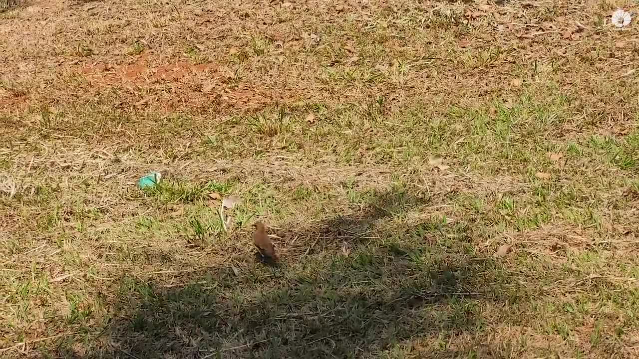 Repórter Unicamp